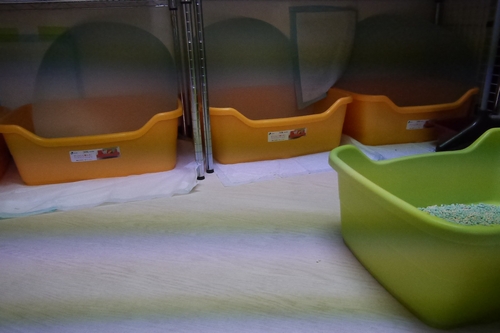 キャットルームのトイレ(各ケージ内にあるほか、キャットドアをくぐるとトイレ室がある。マメな掃除でまったく臭わない)