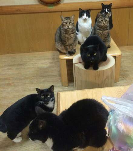 小上がりに全員集合!ちまは「一杯くれる?」とでも言いたげだ=吏さん提供