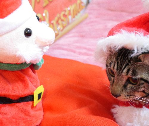 お願いがあるんだ