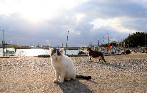 藍島の猫たち