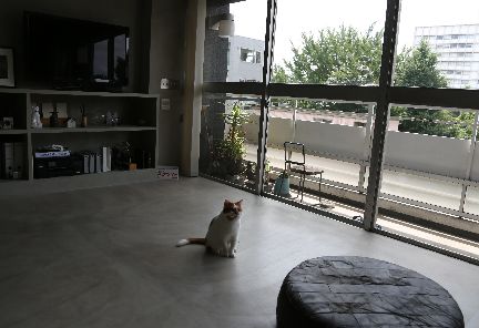 南側の大きな窓から光が入るリビング。冬は床暖房