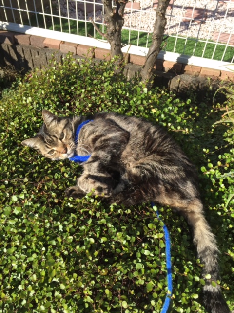 お庭の緑にころがるクーカイ