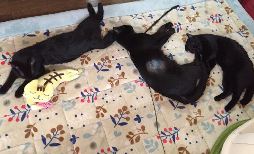 表でケンカして怪我したことも数度あった(脇を噛まれ治療のはげ)