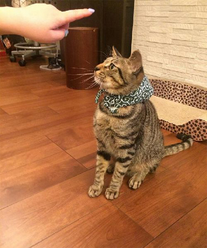 唐草模様のバンダナ、ママ曰く泥棒さんコスプレ