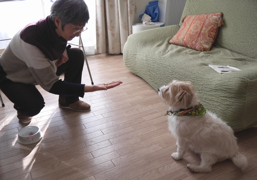 りかさんと部屋で「待て」のおさらい中