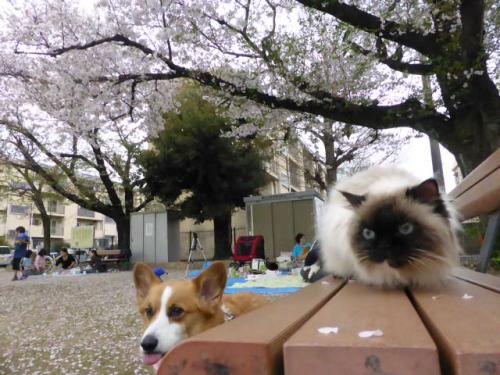 今年の花見=熊本市内