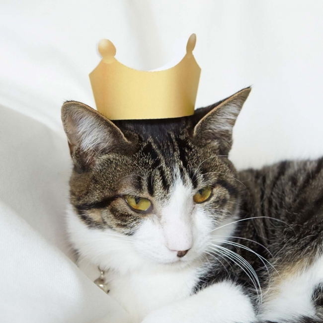 王冠 モデル:てんてんちゃん 約2.5kg