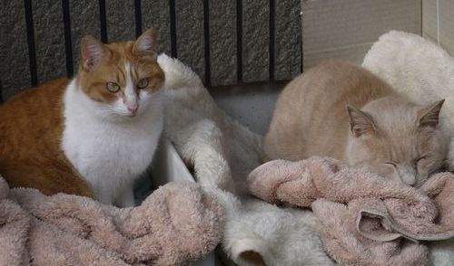 おちび(左)ときなこ(2016年)