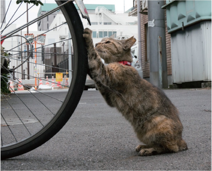 「ご近所猫の写真集 ねこ舌」(C)2016 kazuo Hiroji