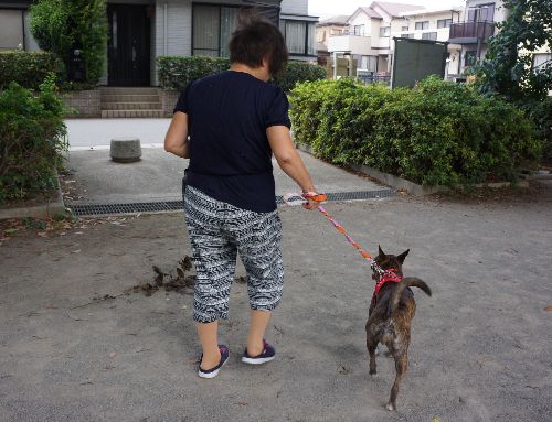 散歩の帰り。「さあ、あられ帰ろう! あなたのお家に」