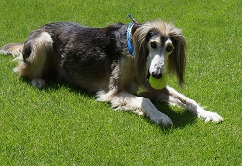 ボールが大好き