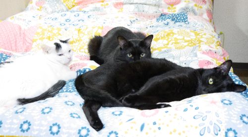 「なあ皆、これからも俺について来いよ」