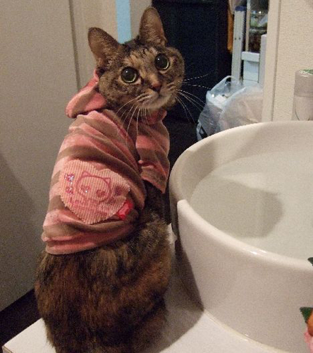 21年間、長い時を共にしたドラミ。大きな目が銀に似ている