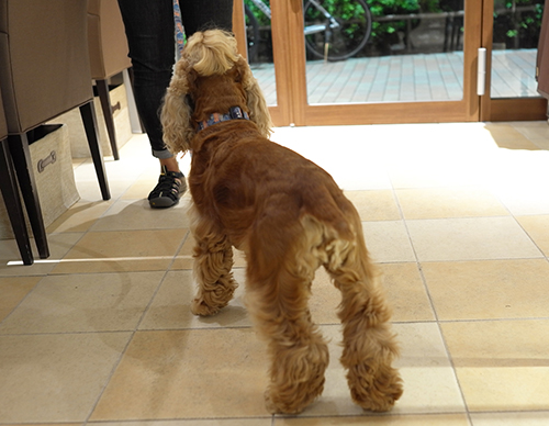 後ろ髪もきまってる