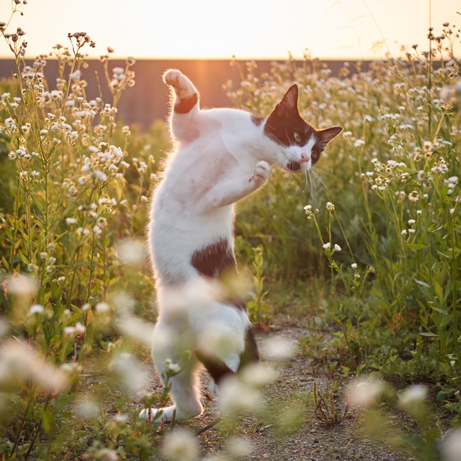 夕暮れ時、花に囲まれて踊る (c) Accent