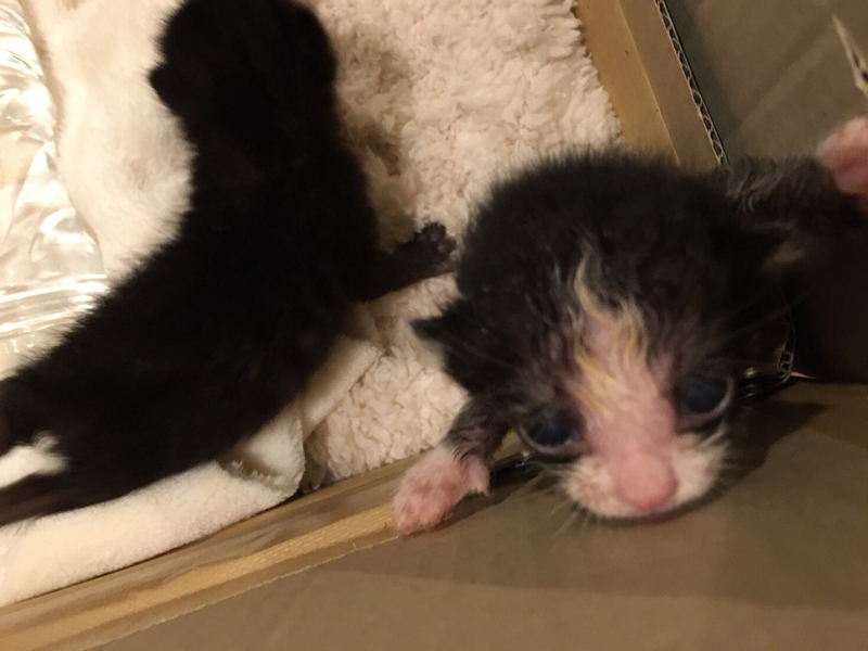 生まれて間もなく保護されたうなぎ(右)