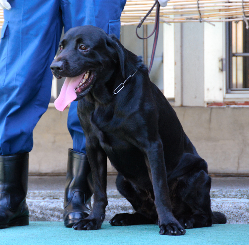 薬物も銃器も捜索できる警察犬のムーンロケット号。愛称はロック=東京都板橋区の警察犬第一訓練所
