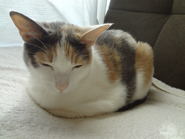 はせがわさん宅でひなたぼっこをするばた子=『空から見ててね』から