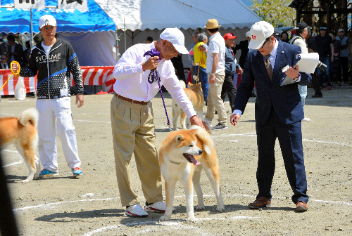 審査を受ける秋田犬=秋田県大館市の桂城公園