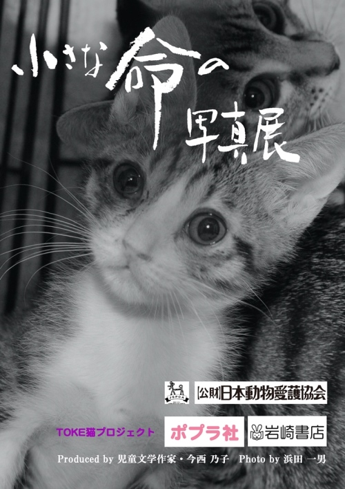 「小さな命の写真展 猫 Version」パネルより 提供=(公財)日本動物愛護協会