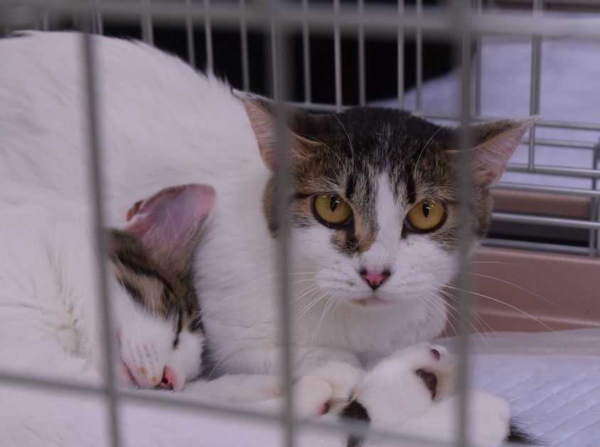 飼い主を待つ保護猫
