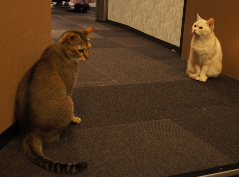 「きゃりこ新宿店」の猫