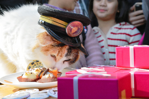 販売されるチョコレートの香りをかぐニタマ駅長=2016年1月22日、和歌山県紀の川市貴志川町
