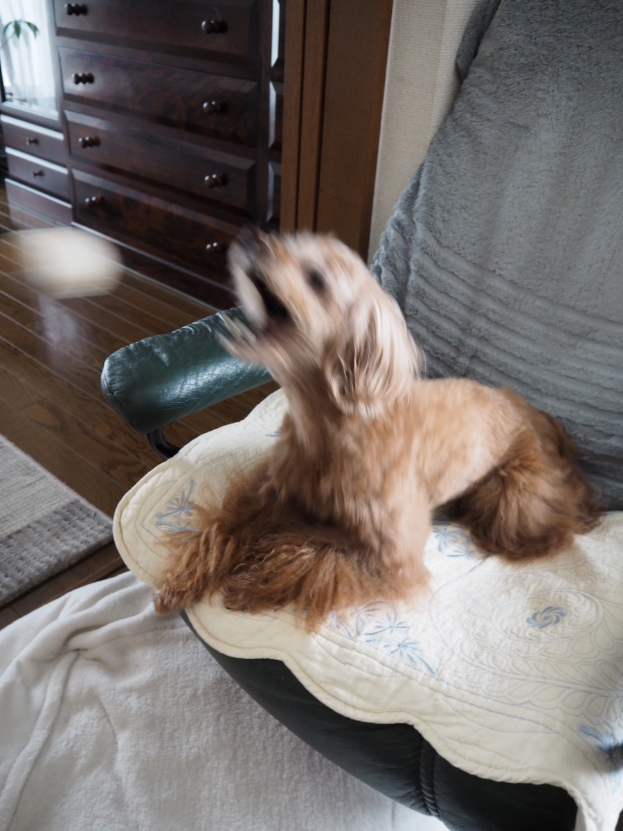 ぷりの大好きな遊び、通称「キャッチ」。おもちゃを投げてもらって……(ピンボケ御免)。