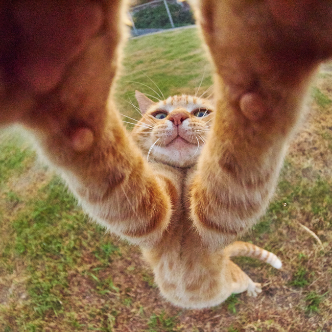 カメラにプニッと両手パンチ (c) Accent