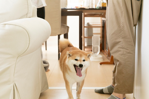 「ふ〜。まいったね、暑い暑い」。なんともえない表情で再び涼みにソファ下へ