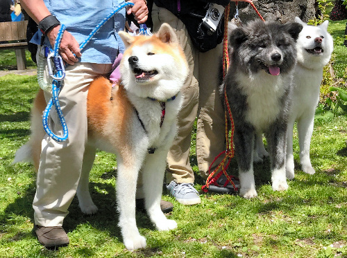 秋田犬の毛色は「赤」が有名だが、トラや白もある=秋田県大館市の桂城公園