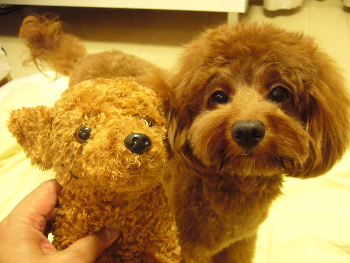 最初の発情が来たころのぷり(わ、若い。笑)。とにかく食べなくて、だましだまし1粒ずつ口へ。家中を追っかけ回して食べさせていました。