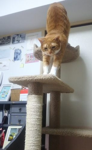 かおりさんに買ってもらった猫柱がお気に入り