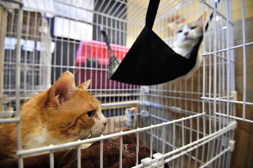 猫カフェ店内では、預けられた猫がケージの中でくつろいでいた=4月26日、熊本市中央区