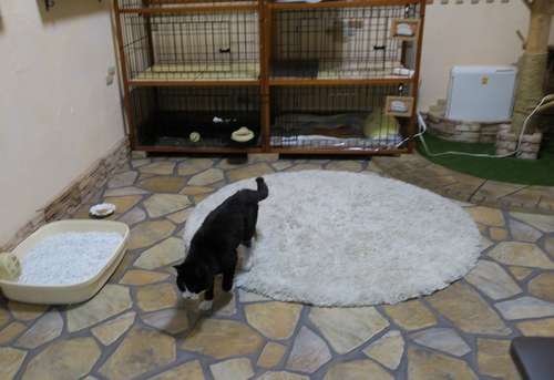 今はてつはひとり。プレールームを歩くのも