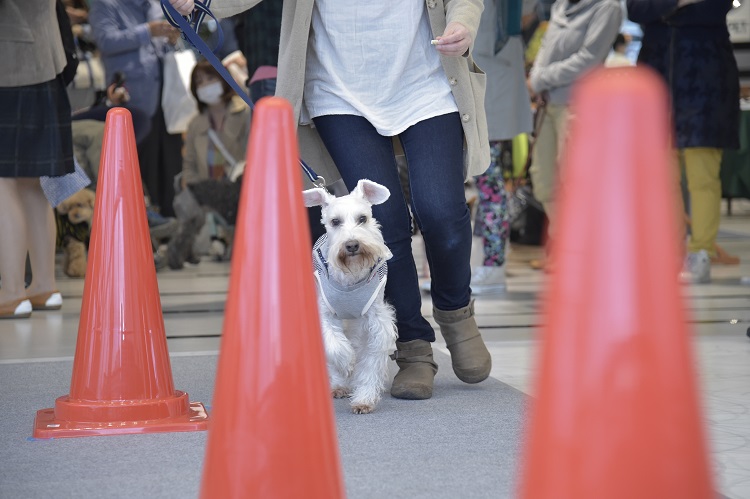 タイムトライアルではゴールに向かってダッシュ!