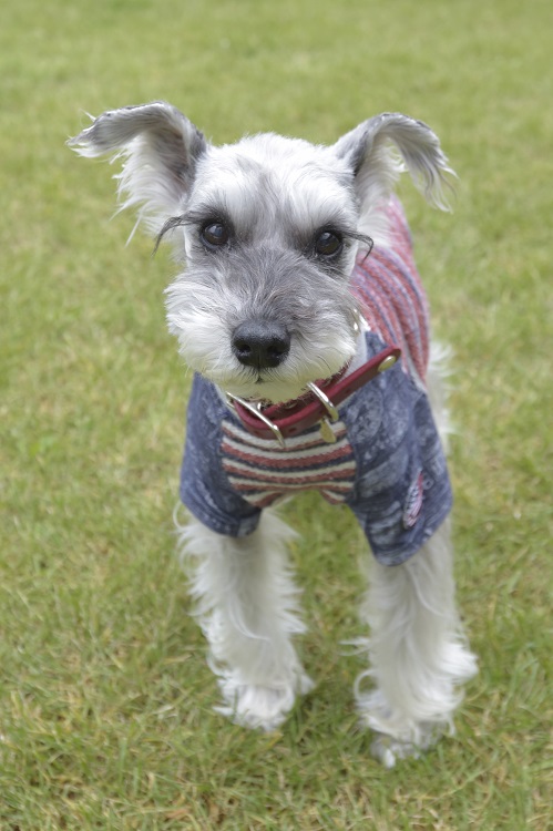お店自慢のドッグラン、天然芝は気持ちいワン!