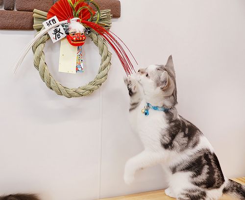 新しいおもちゃ?