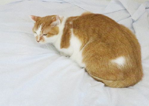 愛さん宅に来てできたハート柄