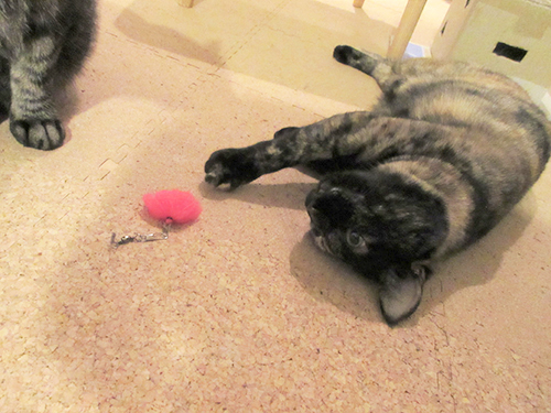 ウニャ~とたわむれる