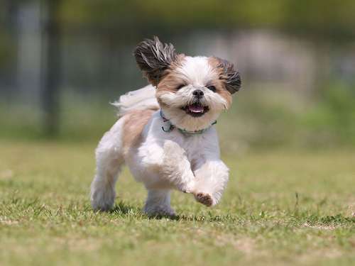 シーズーのクゥーくん(7歳)=加納幹夫氏撮影
