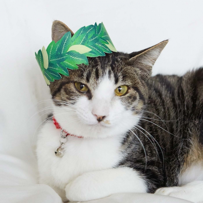 月桂冠 モデル:てんてんちゃん 約2.5kg