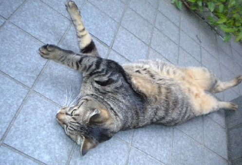 家の門の前で転がる(2010年ごろ)