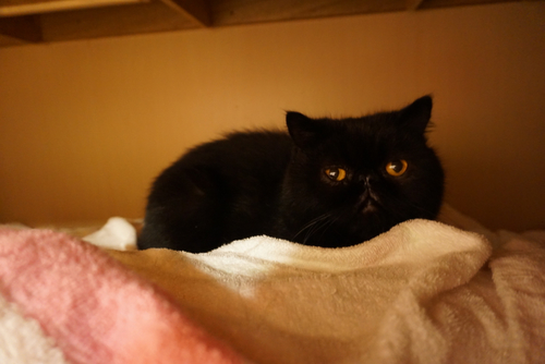 元飼い主さんのマンションの押入れで(ねこねこ亭 撮影)