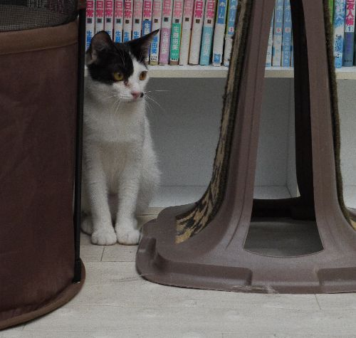 東京キャットガーディアンで