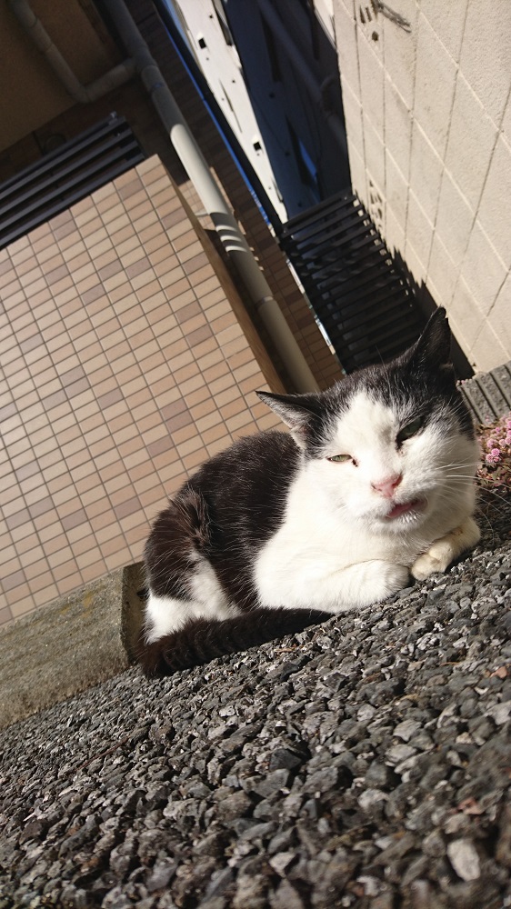 技術評論社提供 カバーガールの「ねこ社長」です。