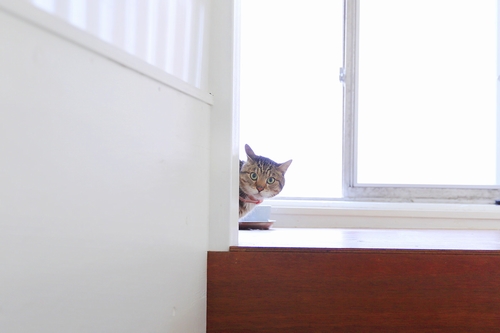 警戒心ちょっと強めの「ニャン号」(18歳)祥伝社/ケニア・ドイ