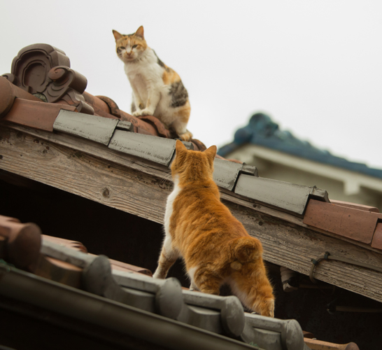辰巳出版「好きな男を手に入れたければ、ネコ系女子になりなさい。」/撮影・沖昌之