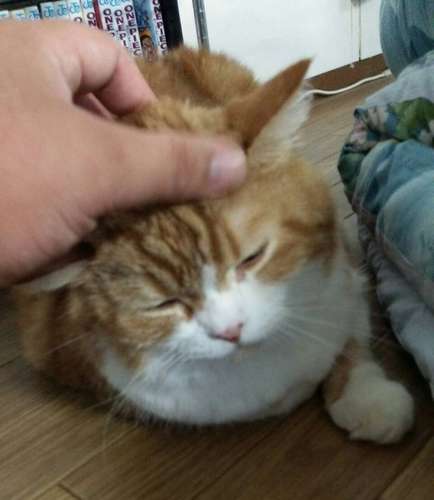 ムギ=荒汐部屋提供