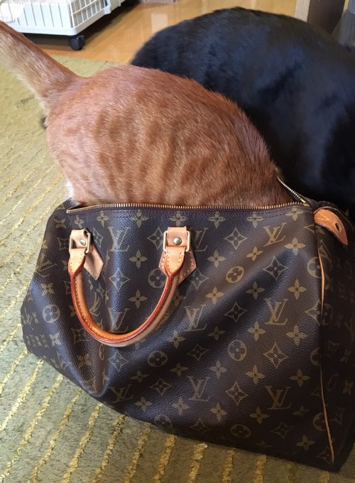 虎千代も真似して隠れようとしたが、おしりが丸見えだ!